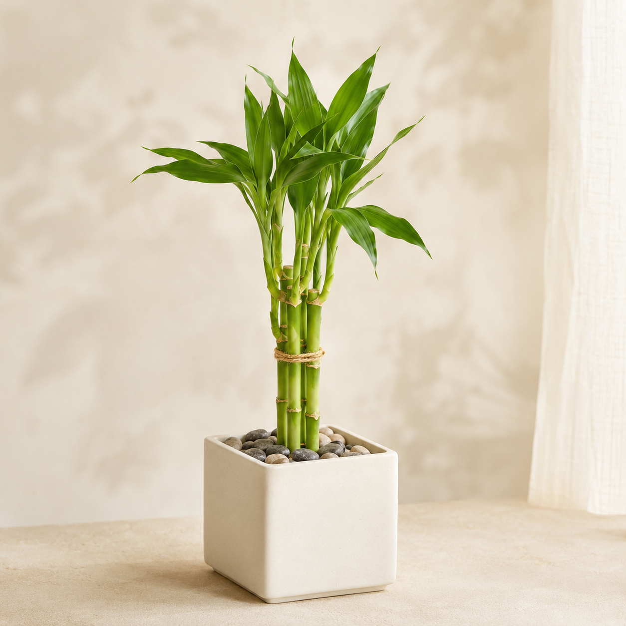 Lucky Bamboo | Indoor Plant