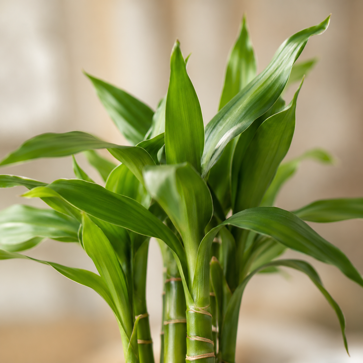 Lucky Bamboo | Indoor Plant