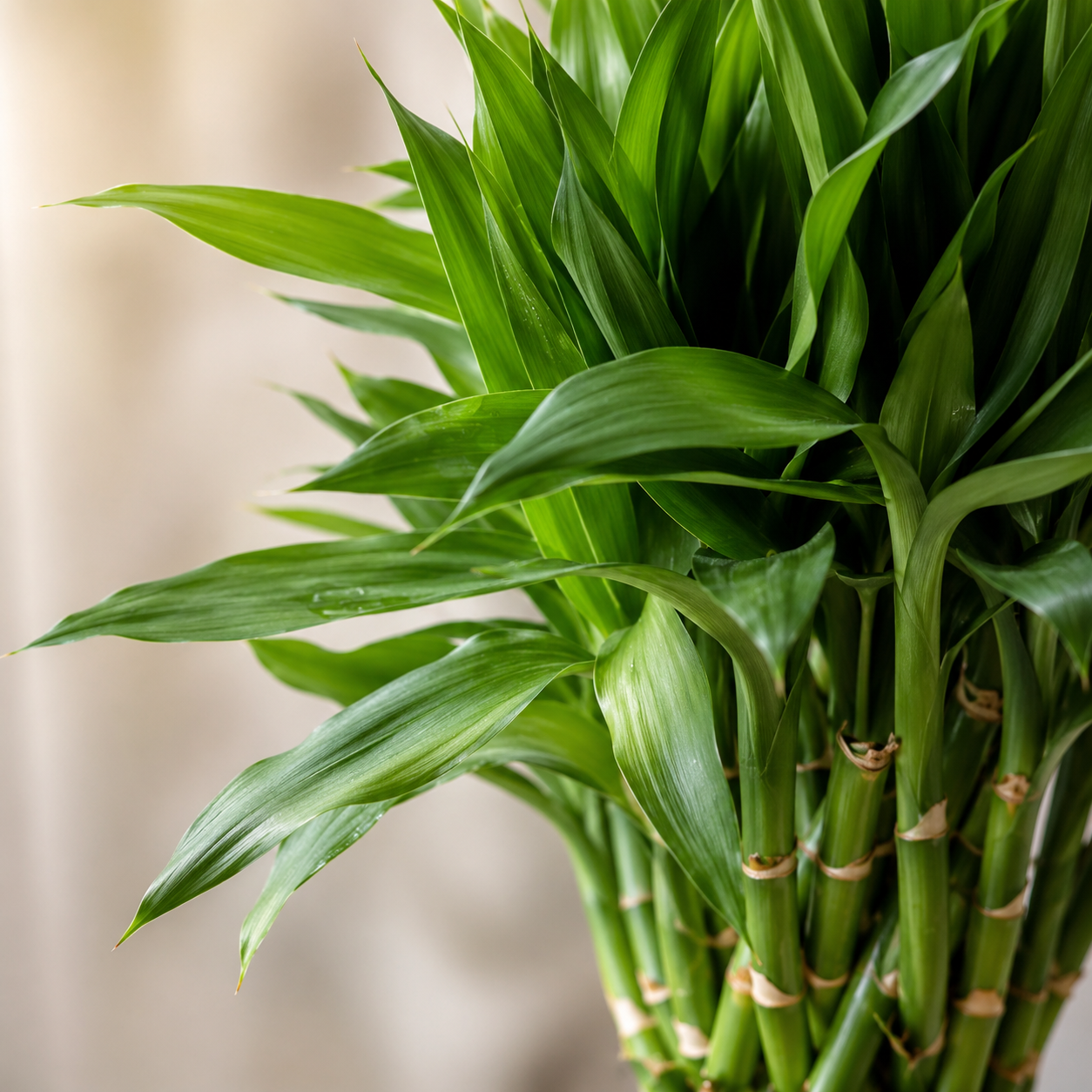 Lucky Bamboo | Indoor Plant