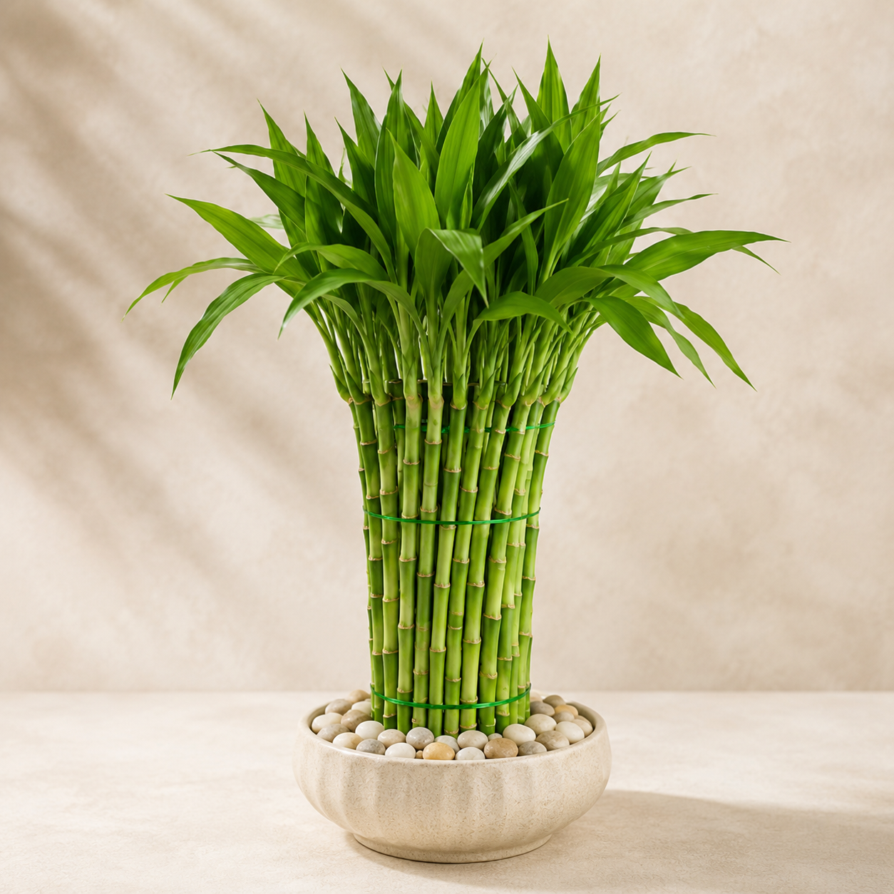 Lucky Bamboo | Indoor Plant