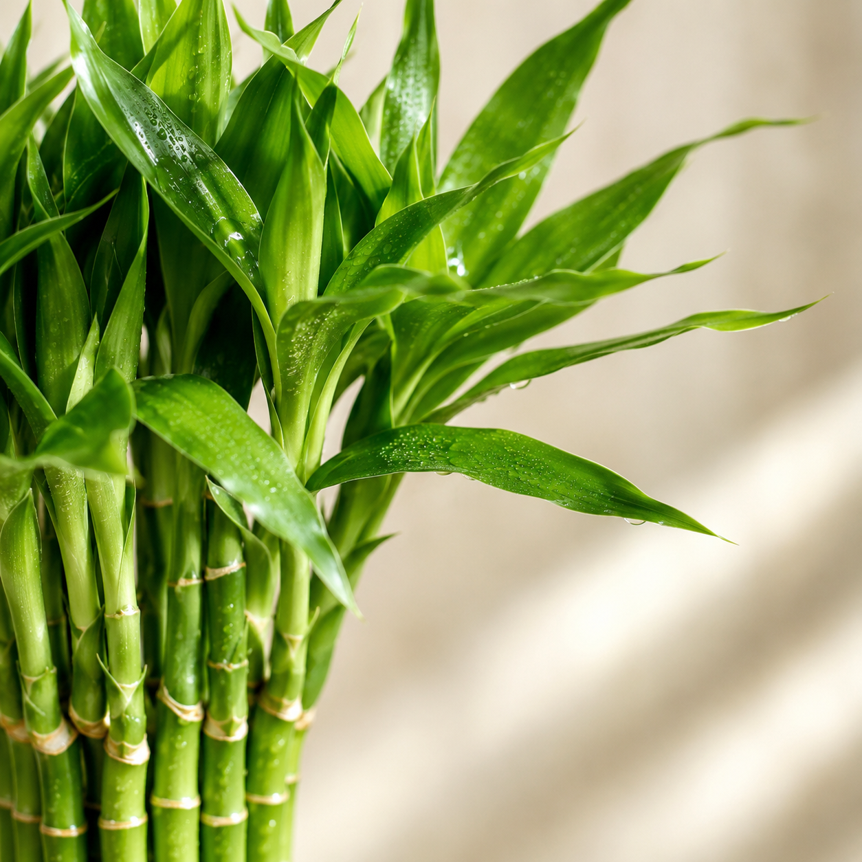 Lucky Bamboo | Indoor Plant