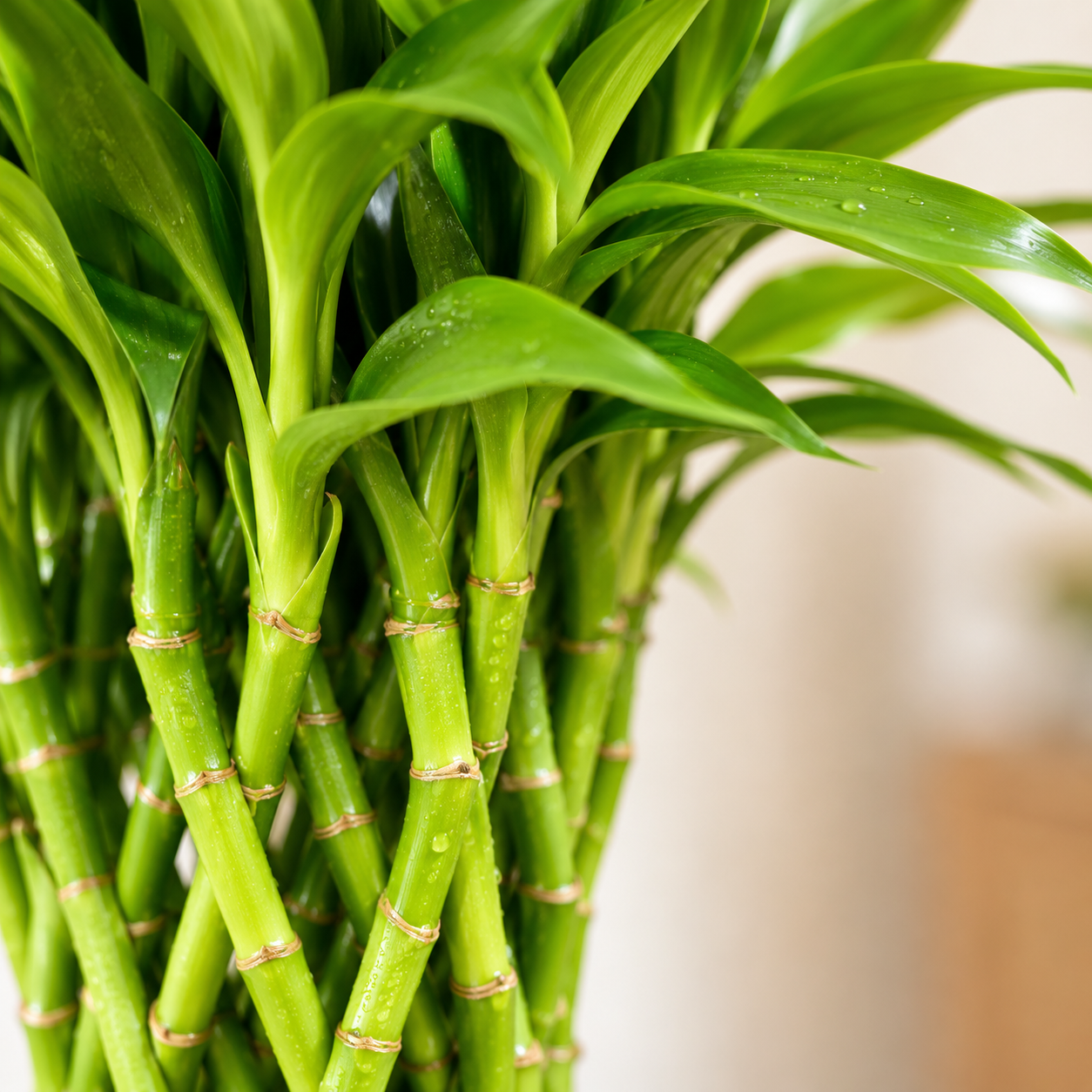 Lucky Bamboo | Indoor Plant