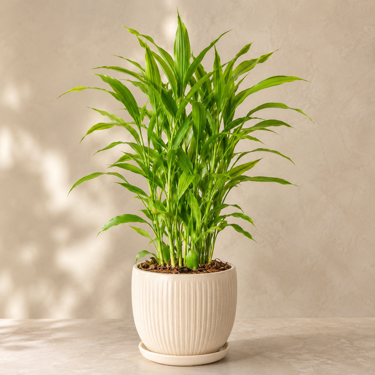 Dracaena Sanderiana  富贵观音竹 | Gardening Plant