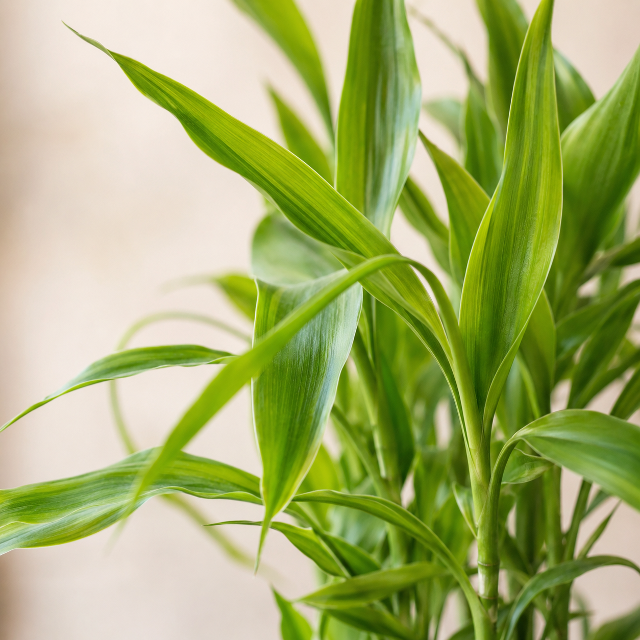 Dracaena Sanderiana  富贵观音竹 | Gardening Plant