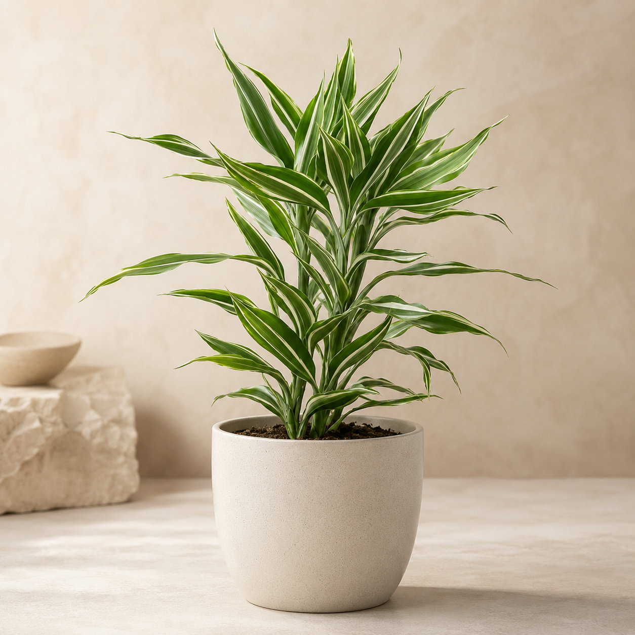 Dracaena Sanderiana  富贵观音竹 | Gardening Plant