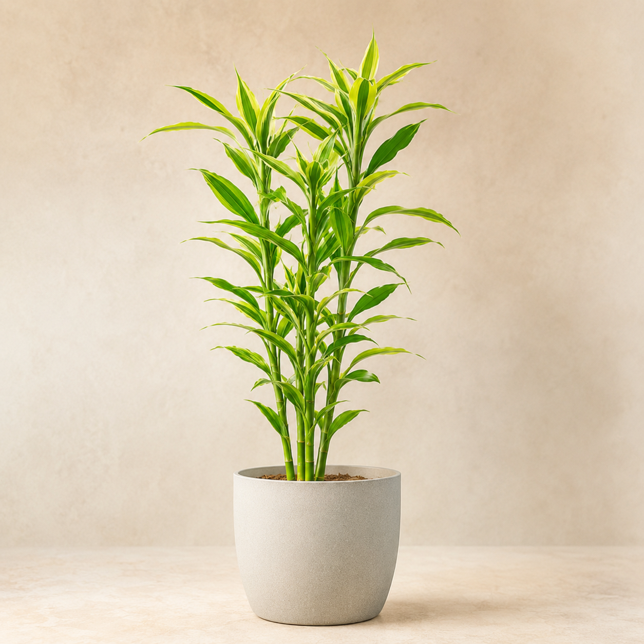 Dracaena Sanderiana  富贵观音竹 | Gardening Plant