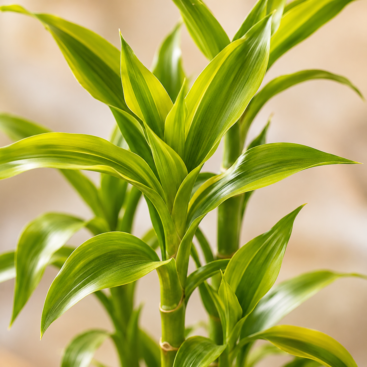 Dracaena Sanderiana  富贵观音竹 | Gardening Plant