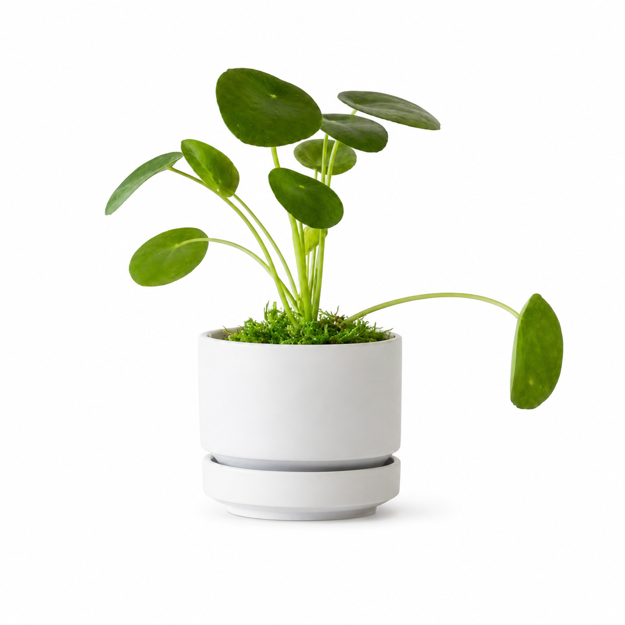 Pilea peperomioides | Office Plant