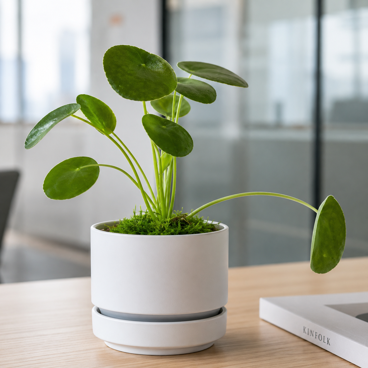 Pilea peperomioides | Office Plant