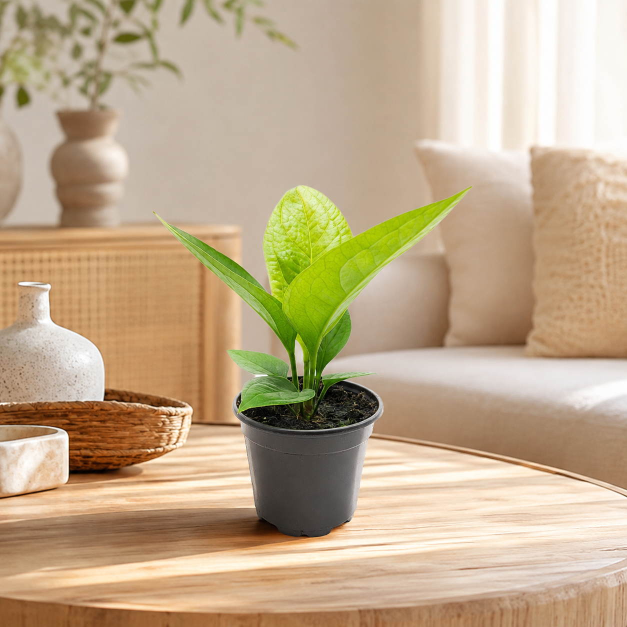 Anthurium Jenmanii | Indoor Plant