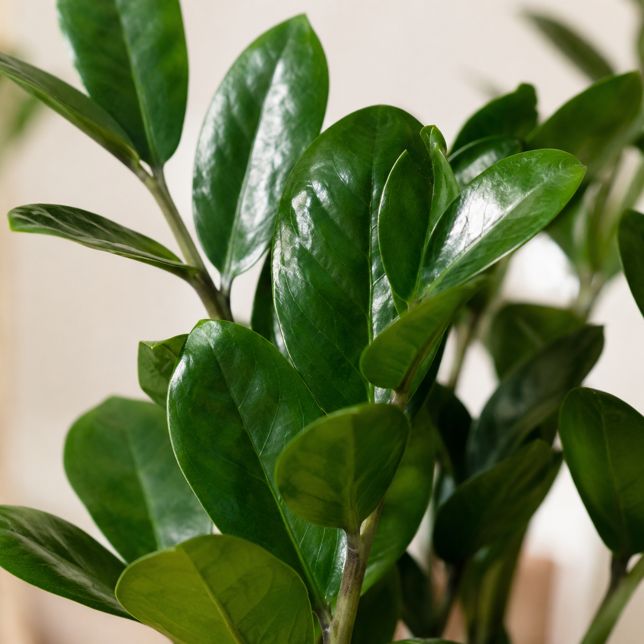 Zamioculcas Zamiifolia (ZZ Plant) | Gardening Plant