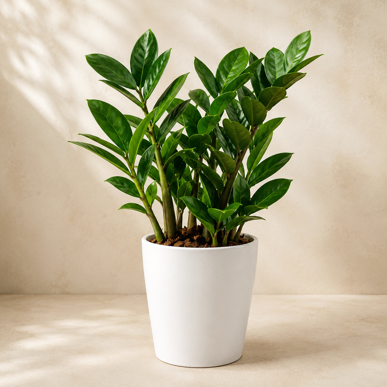 Zamioculcas Zamiifolia (ZZ Plant) | Gardening Plant