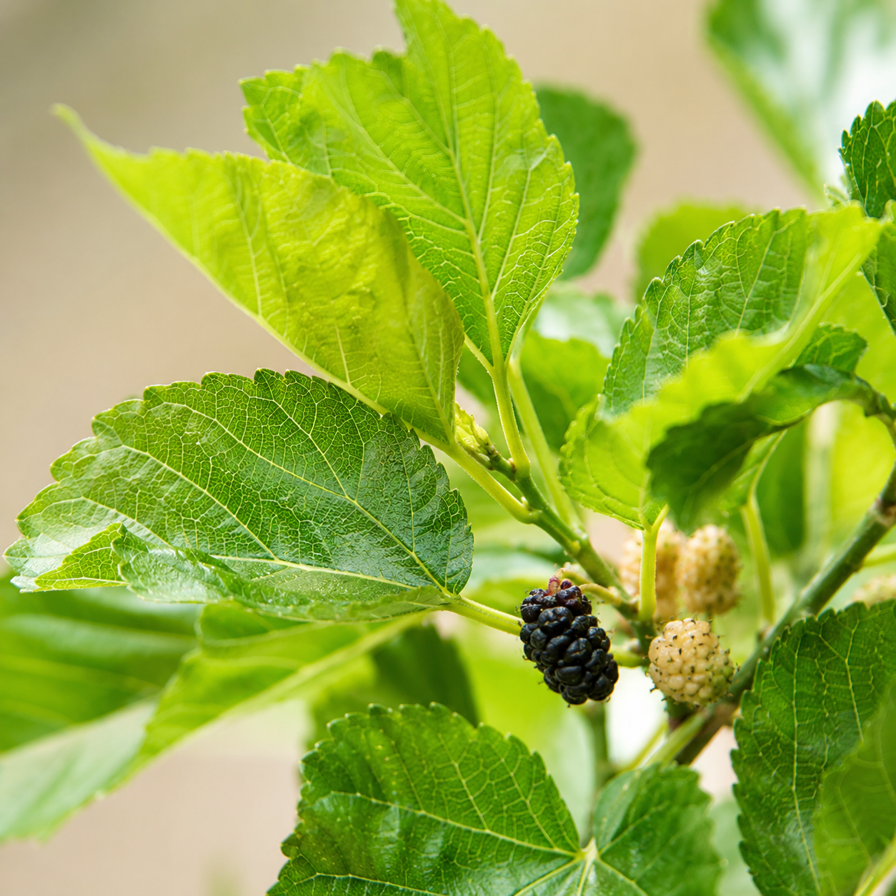White Mulberry Alba | Office Plant