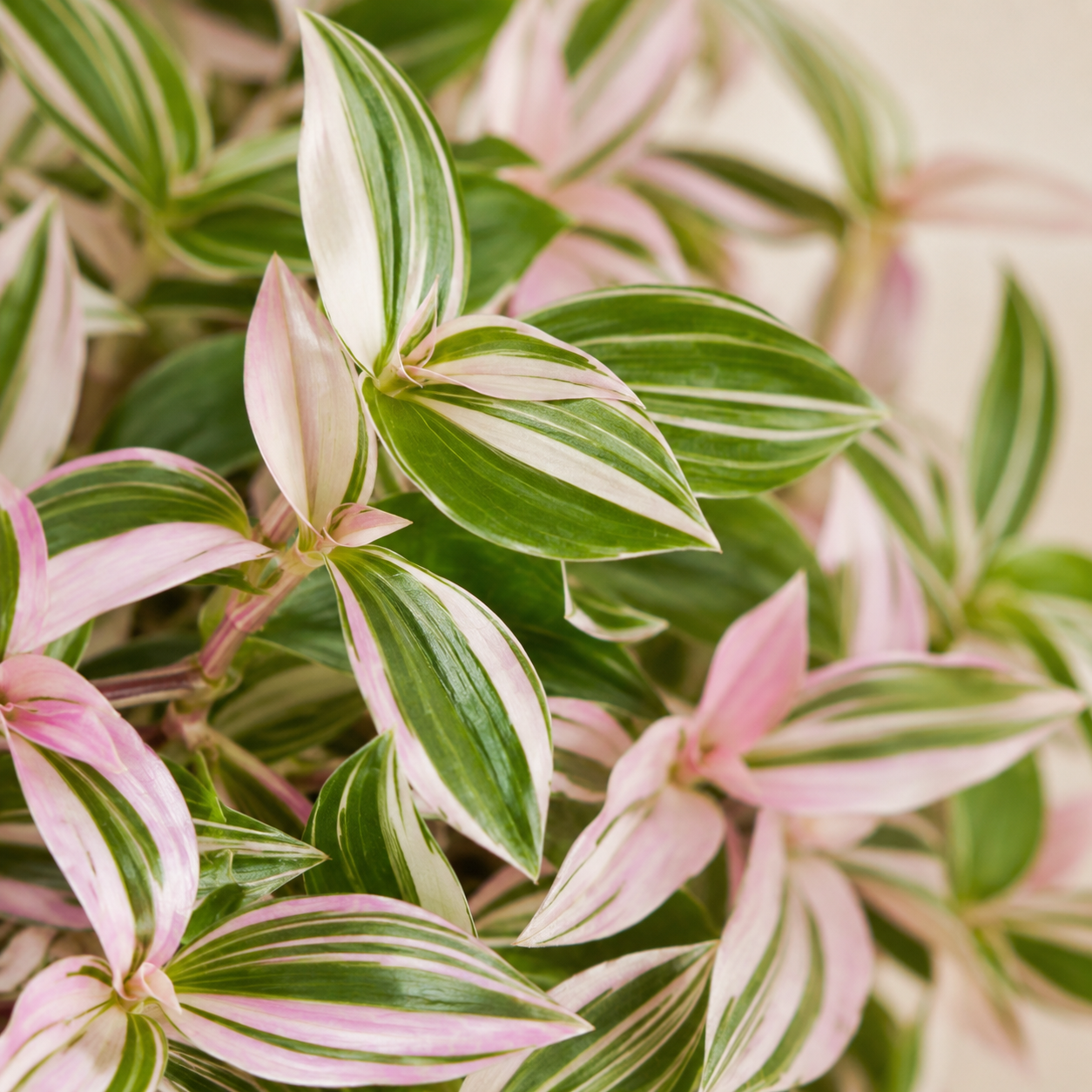Tradescantia Fluminensis 'Tricolor' | Office Plant