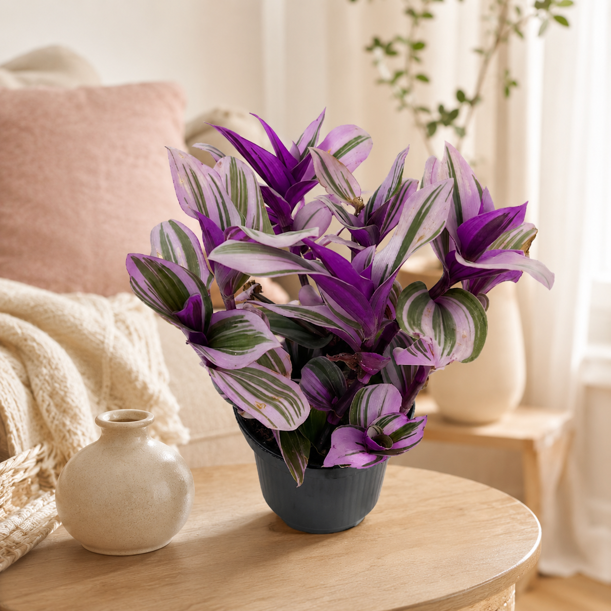 Tradescantia Fluminensis 'Tricolor' | Office Plant