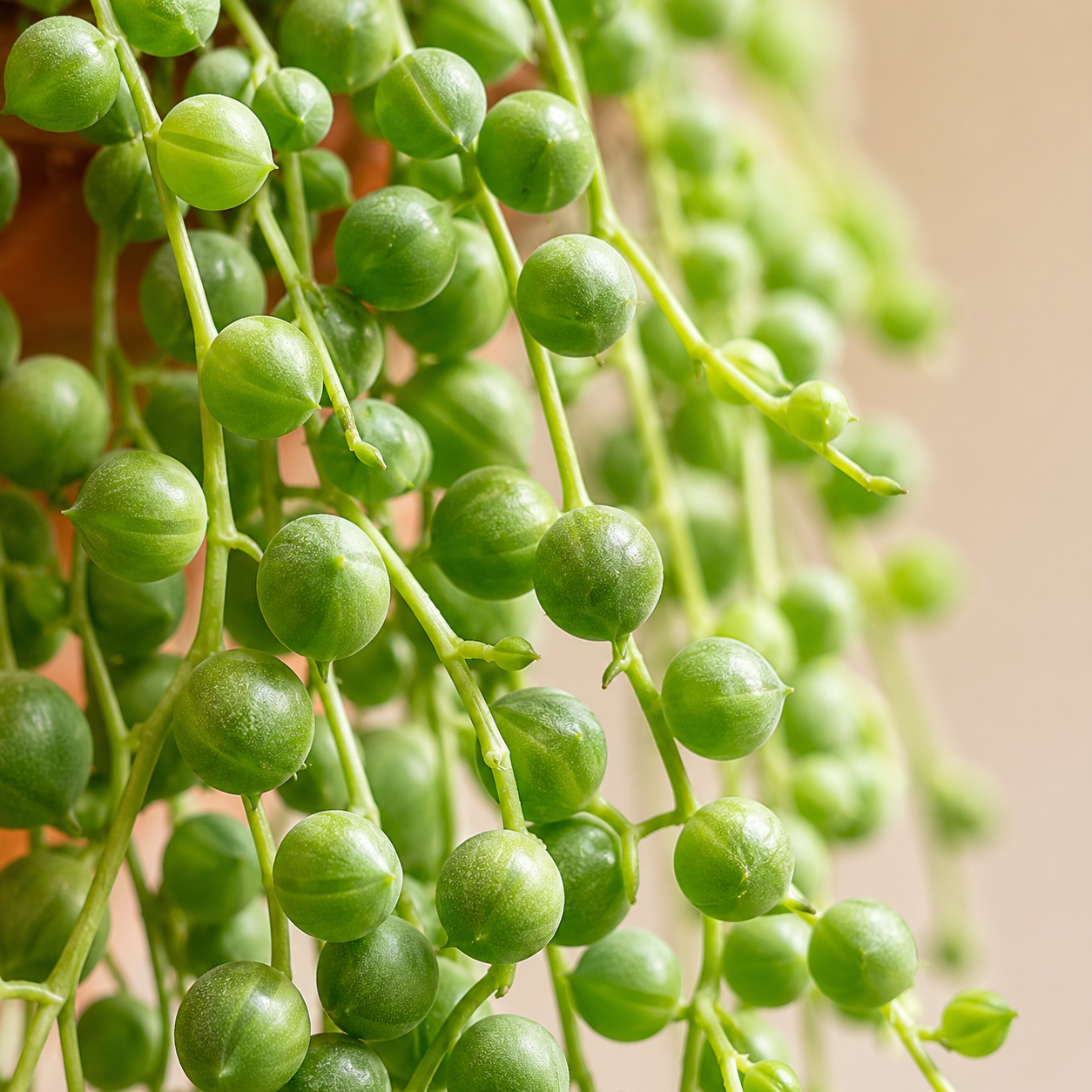 String of Pearls 多肉盆栽 (Hanging Succulent) | Plant