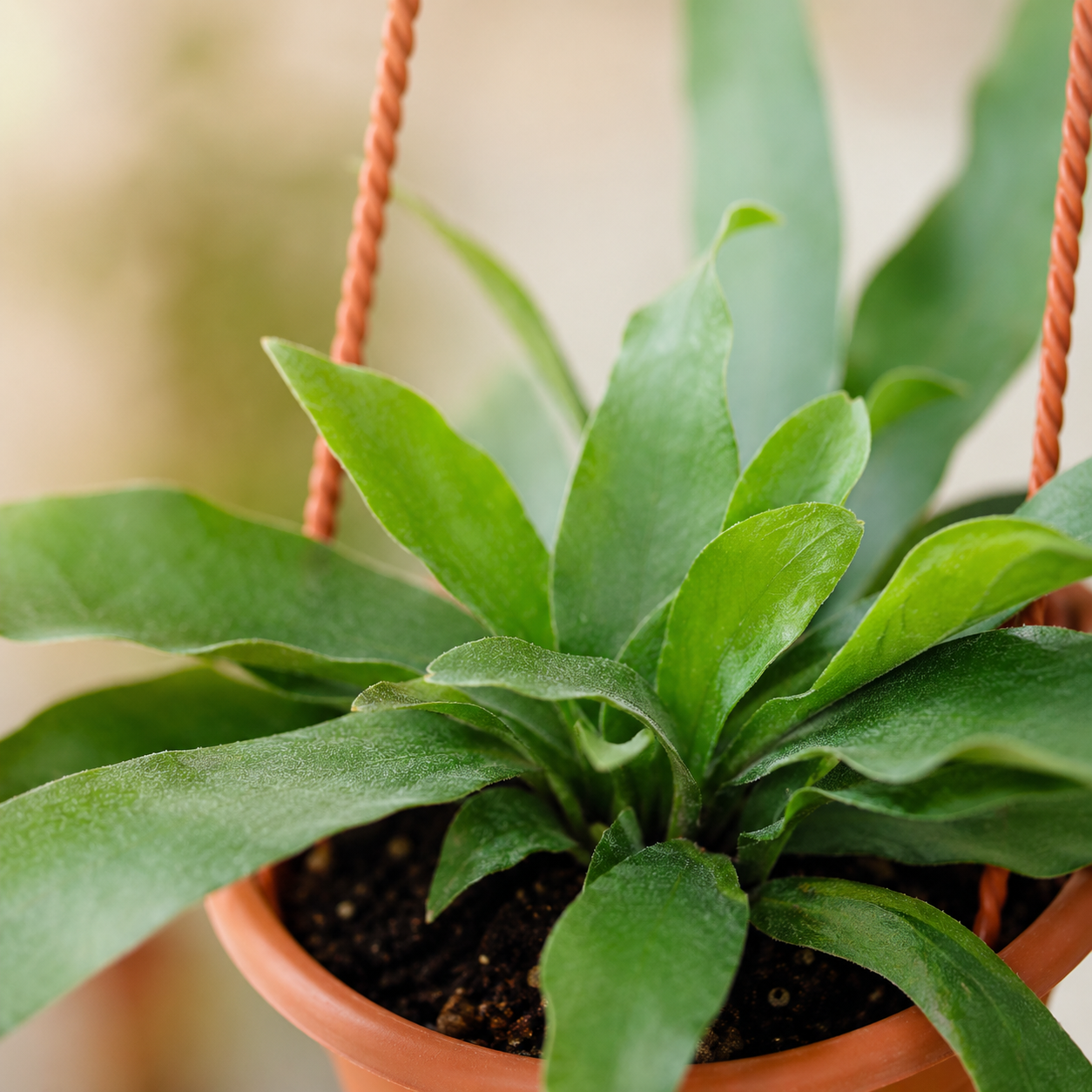 Staghorn Plant | Office Plant
