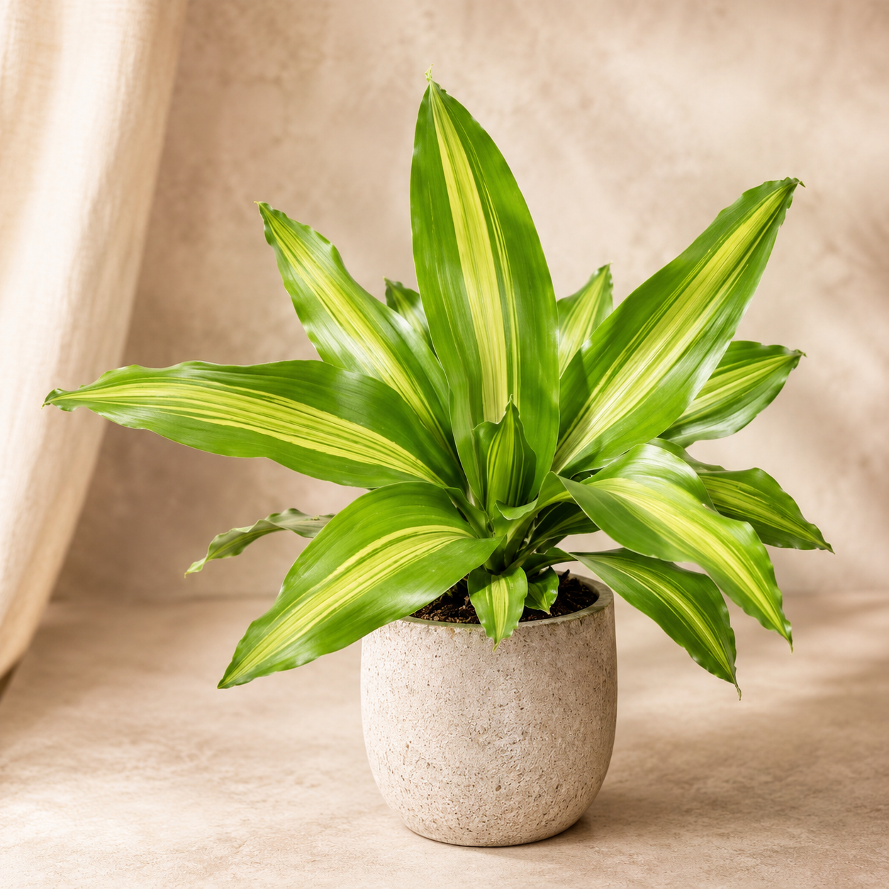 Dracaena Lindenii | Home Plant
