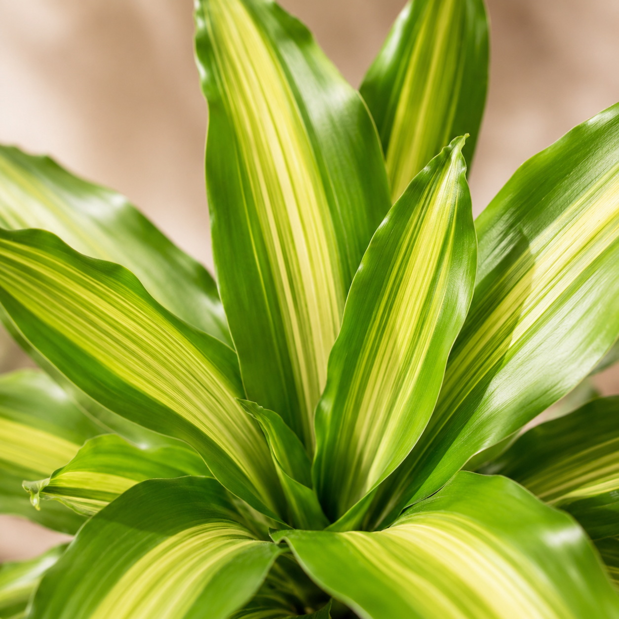 Dracaena Lindenii | Home Plant