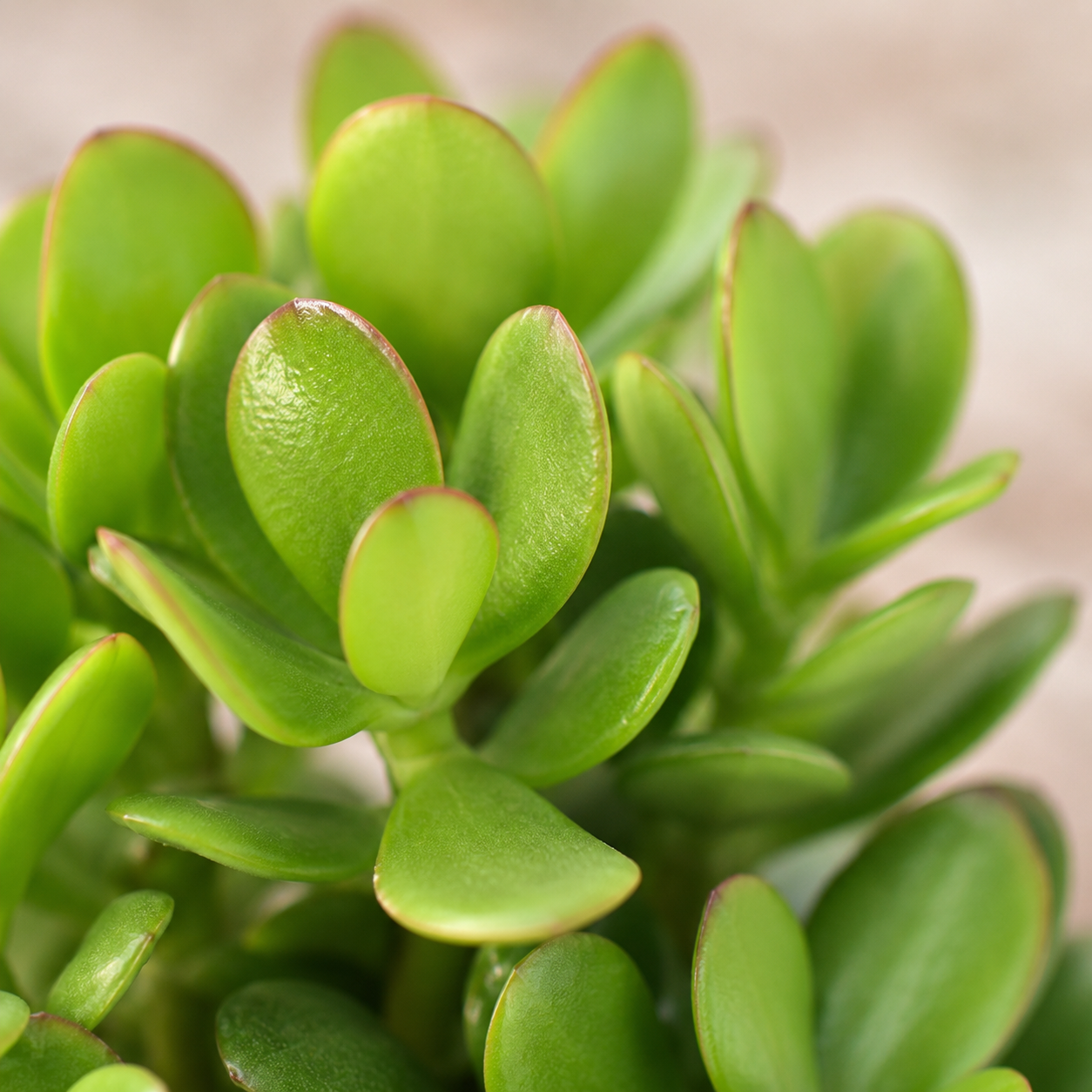 Dwarf Jade Plant Succulent | Home Plant