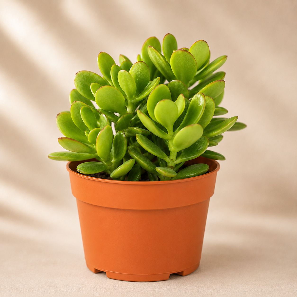 Dwarf Jade Plant Succulent | Home Plant