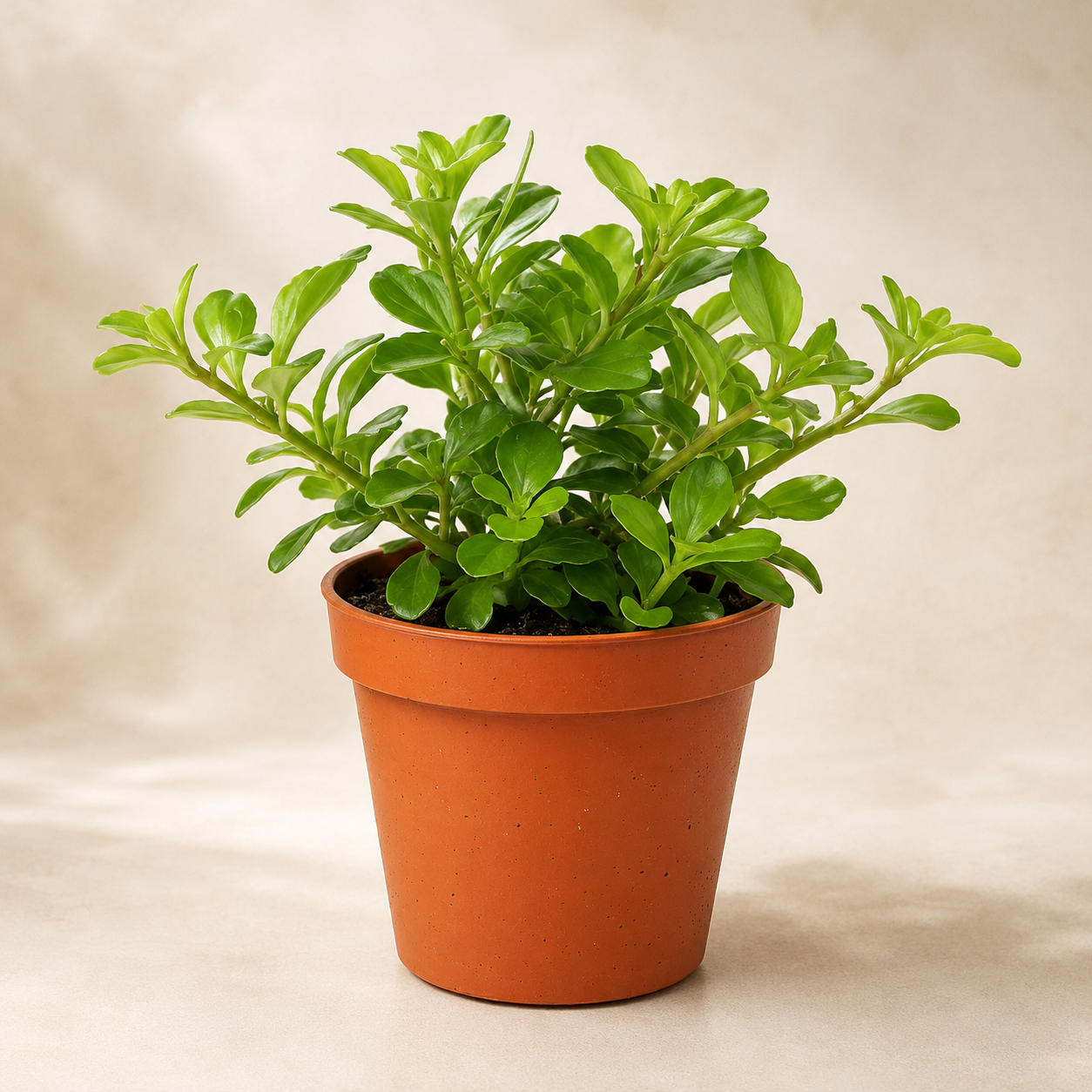 Dwarf Jade Plant Succulent | Home Plant