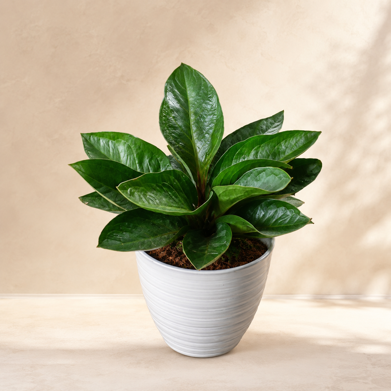 Anthurium Jenmanii | Indoor Plant