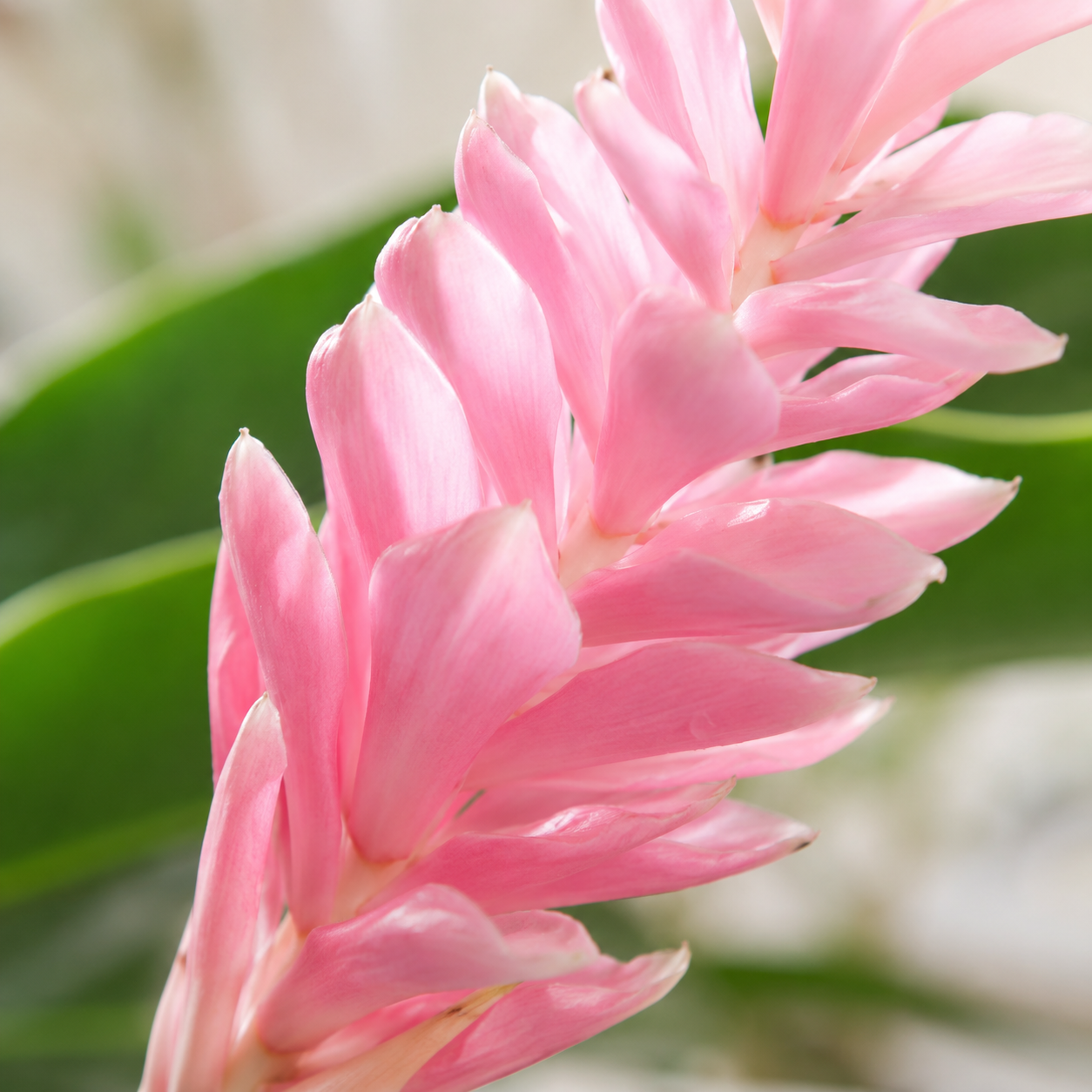 Ginger Flower | Wholesale Flowers