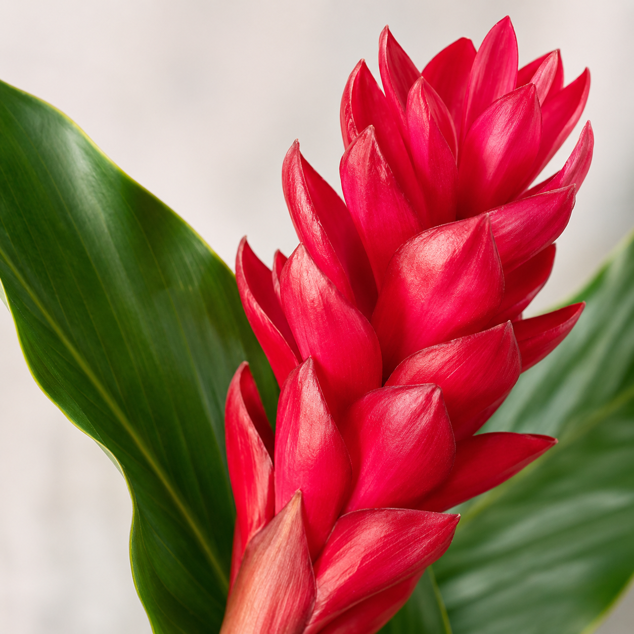 Ginger Flower | Wholesale Flowers