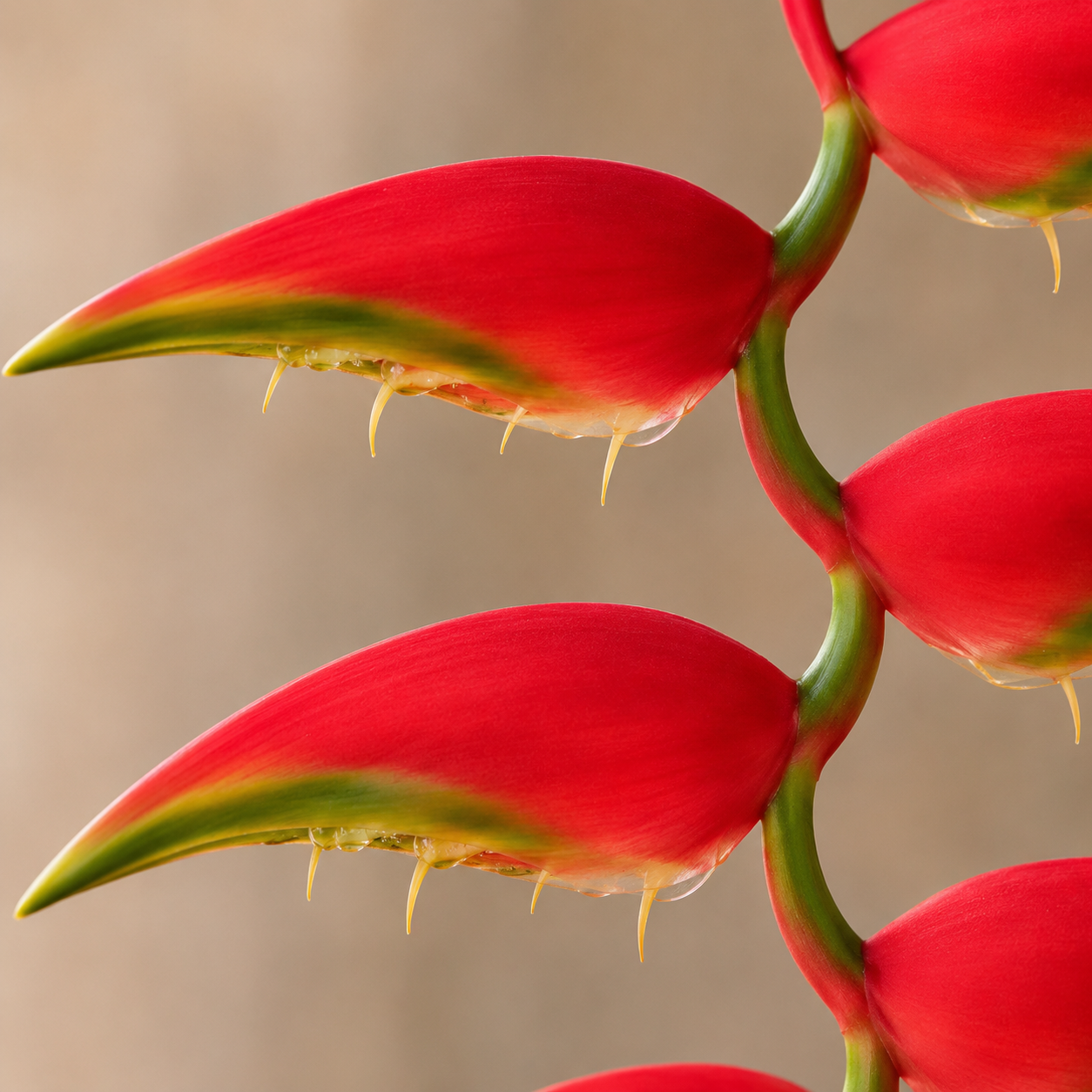 Heliconia | Wholesale Fresh Flowers