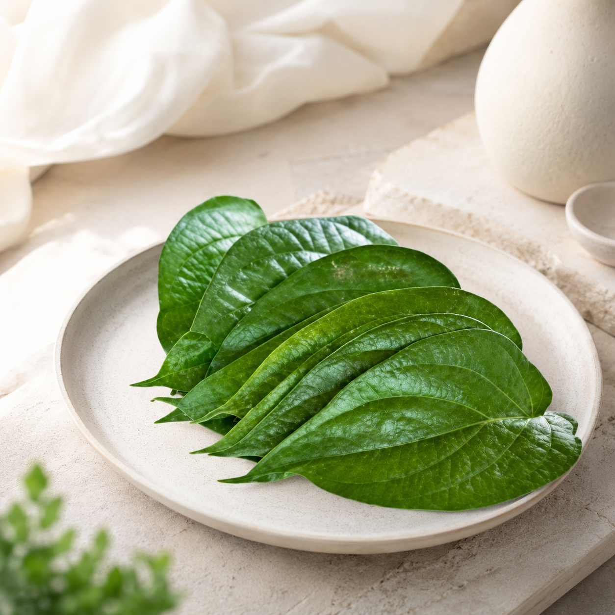 Sireh Betel Leaf