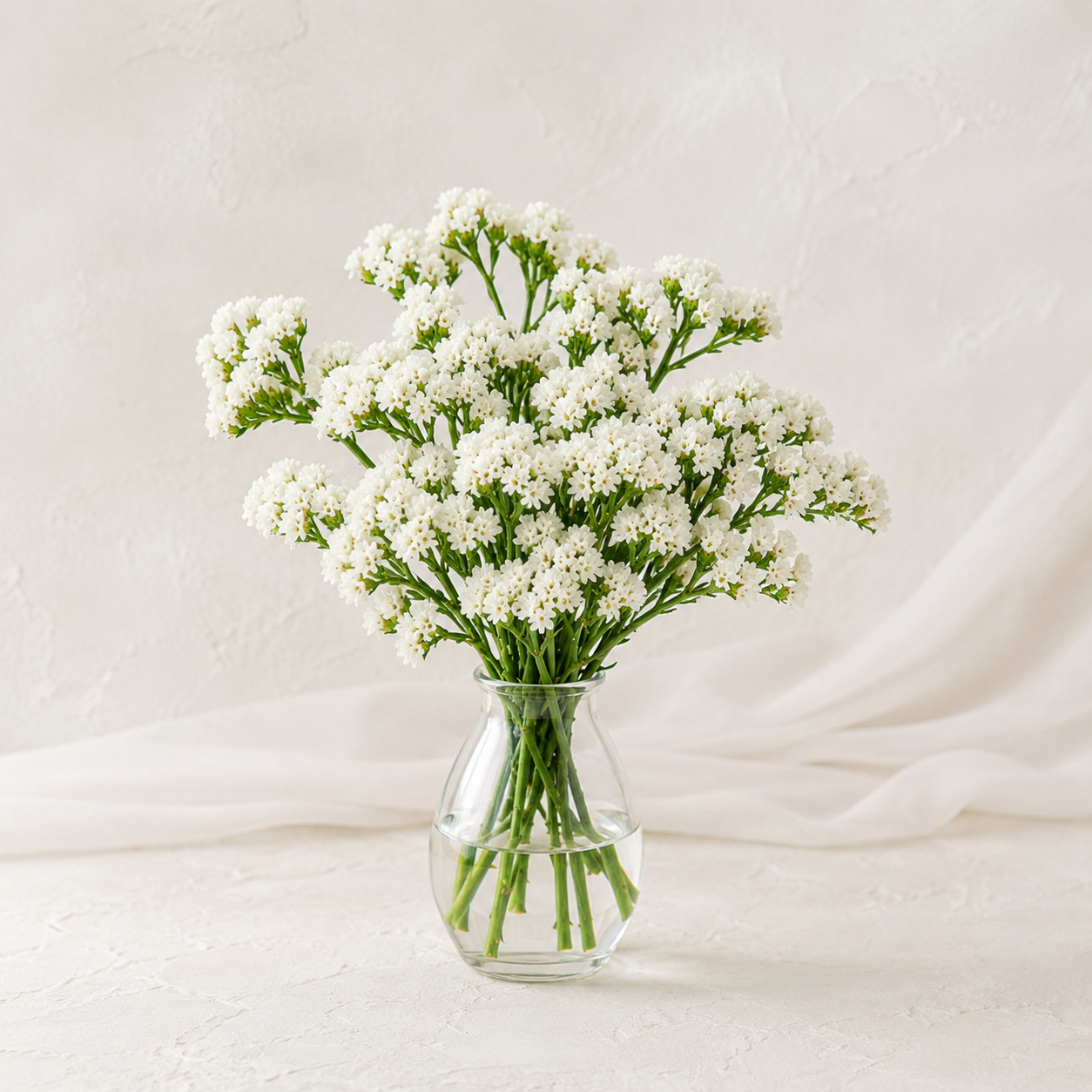Statice | Wholesale Flowers