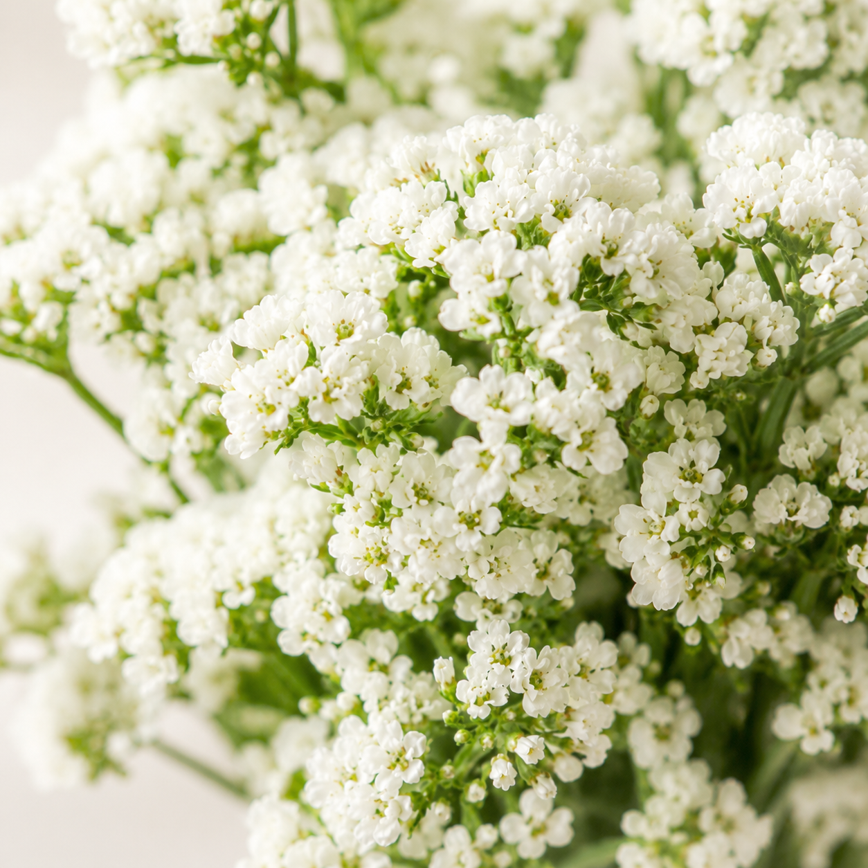 Statice | Wholesale Flowers