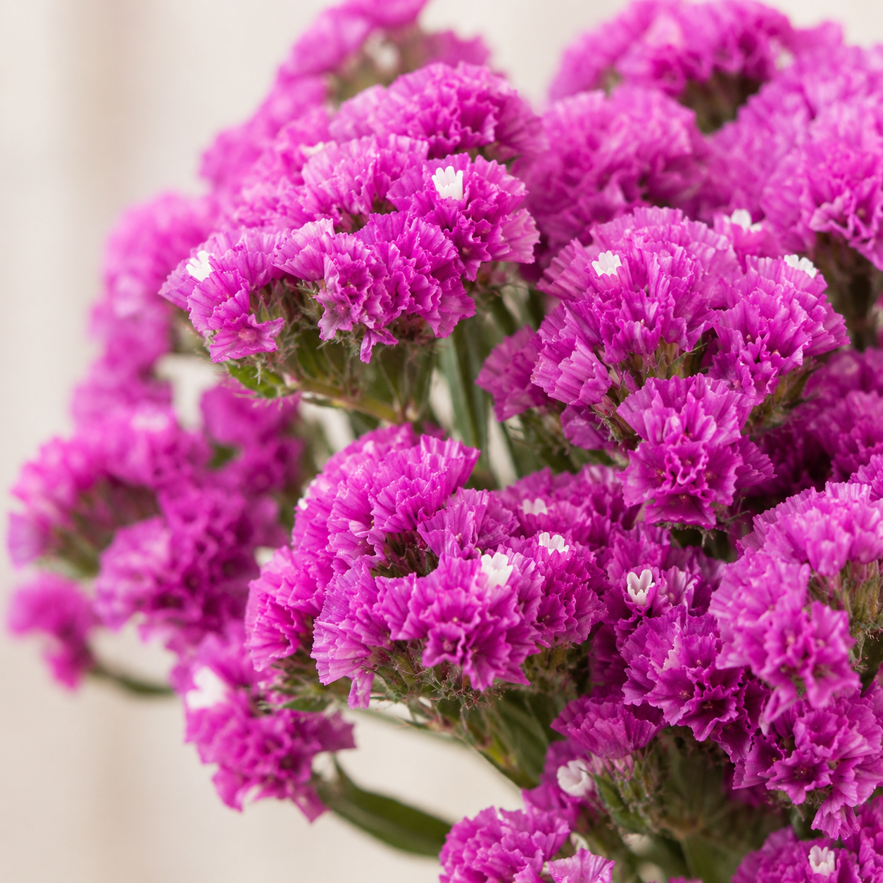 Statice | Wholesale Flowers