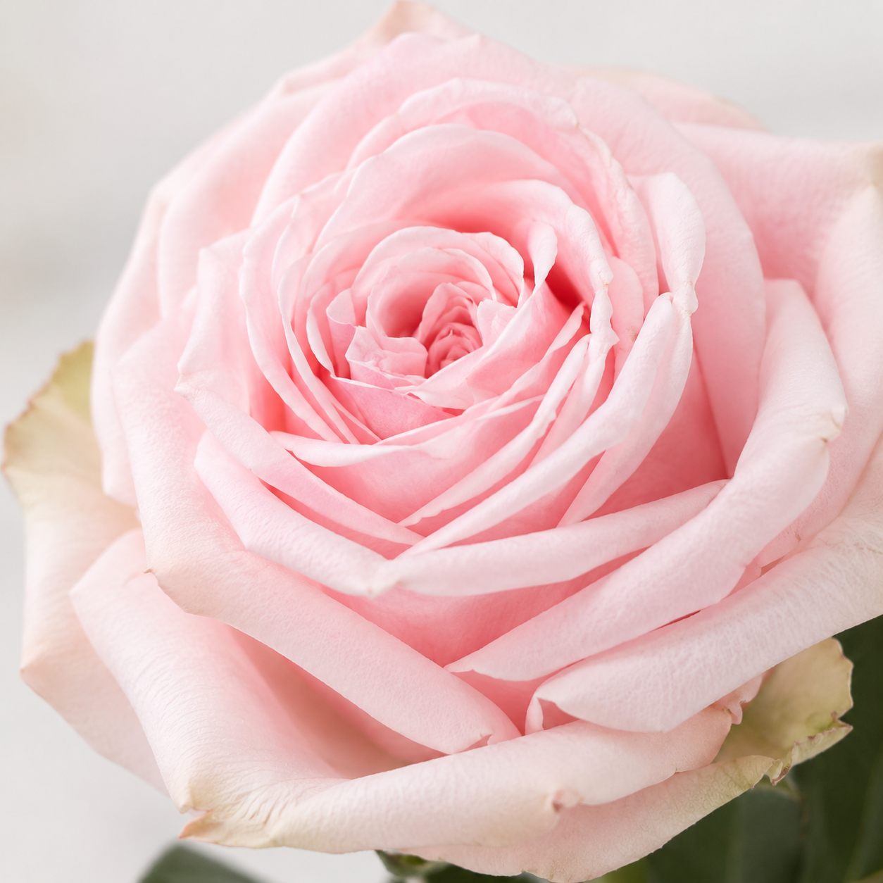 Ohara Roses | Wholesale Flowers