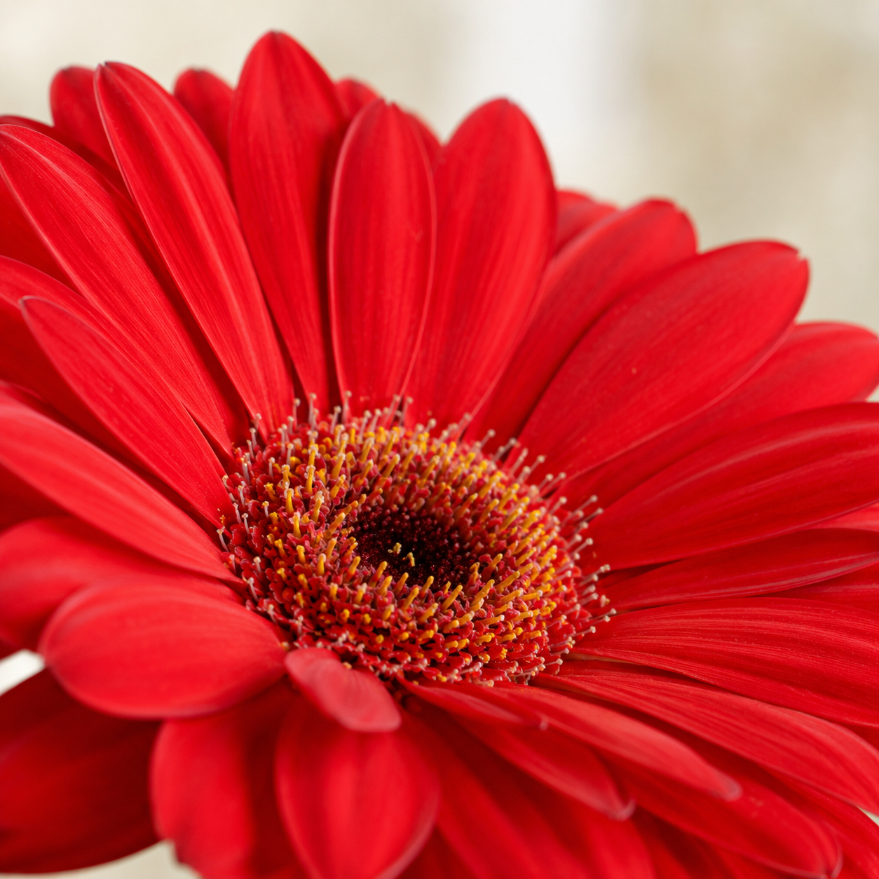 Gerbera | Wholesale Fresh Flowers