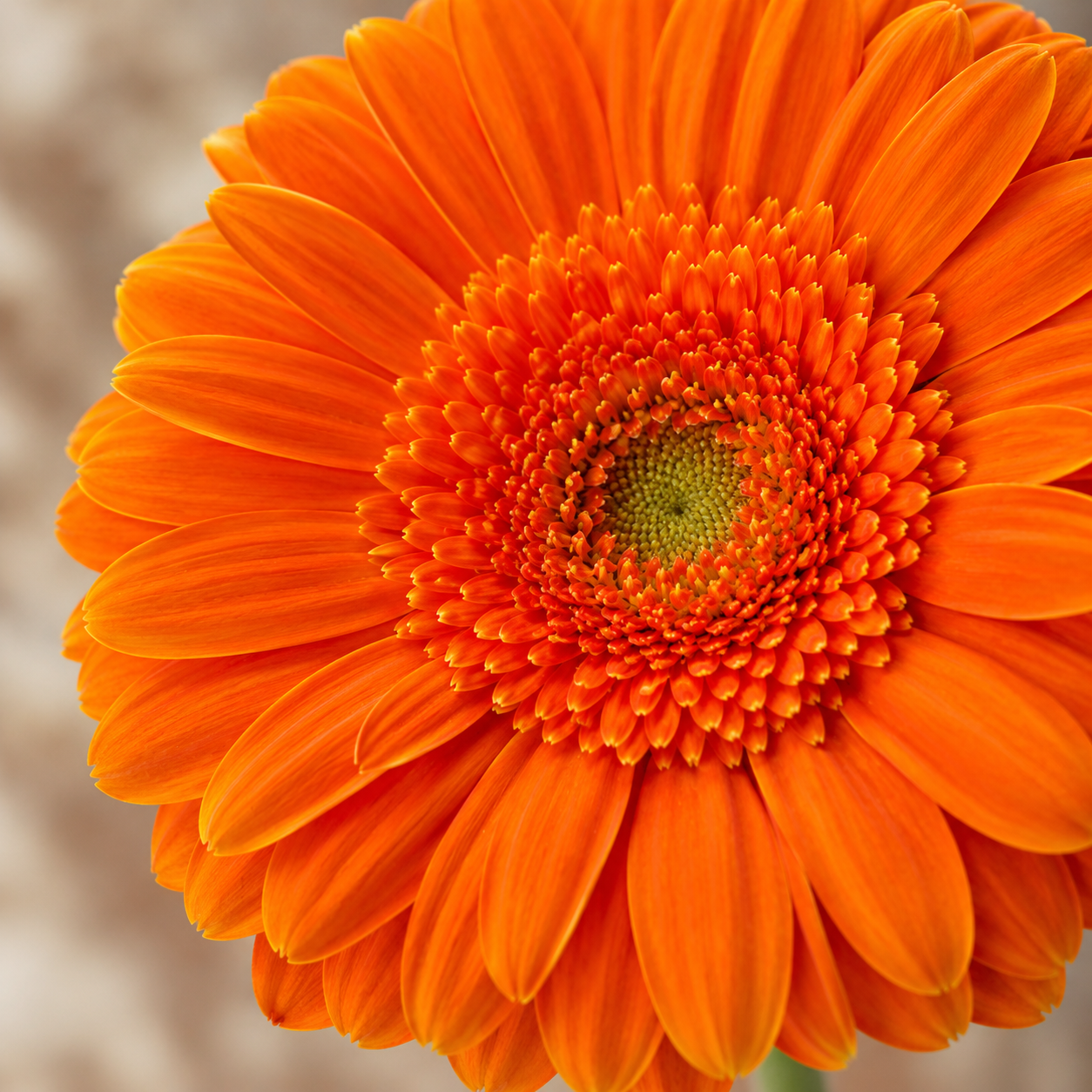 Gerbera | Wholesale Fresh Flowers