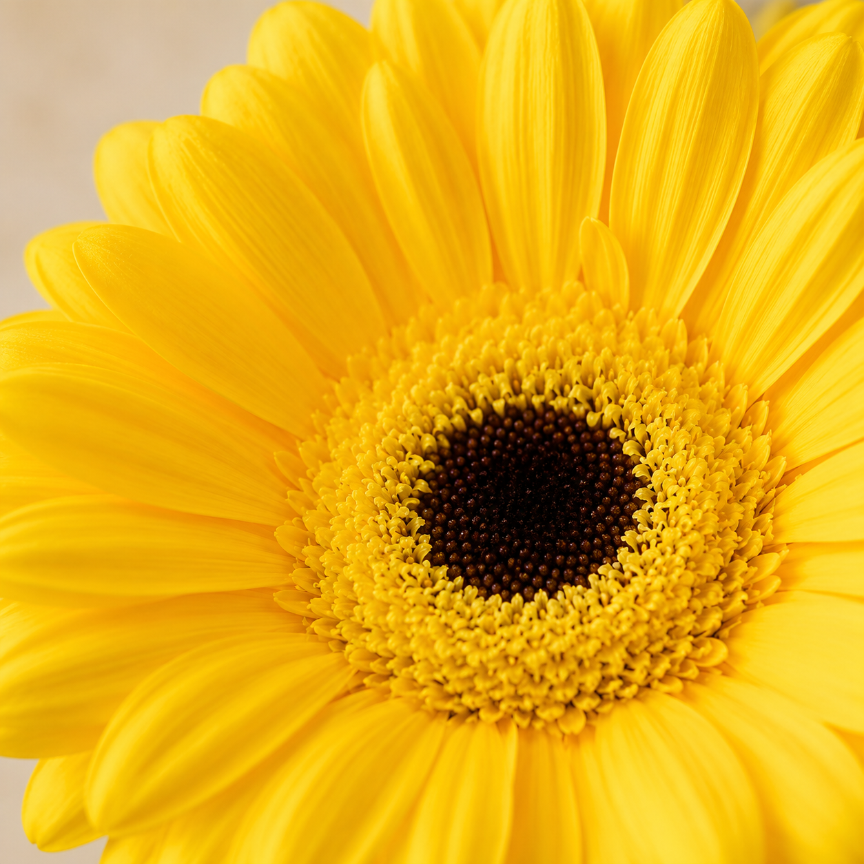 Gerbera | Wholesale Fresh Flowers