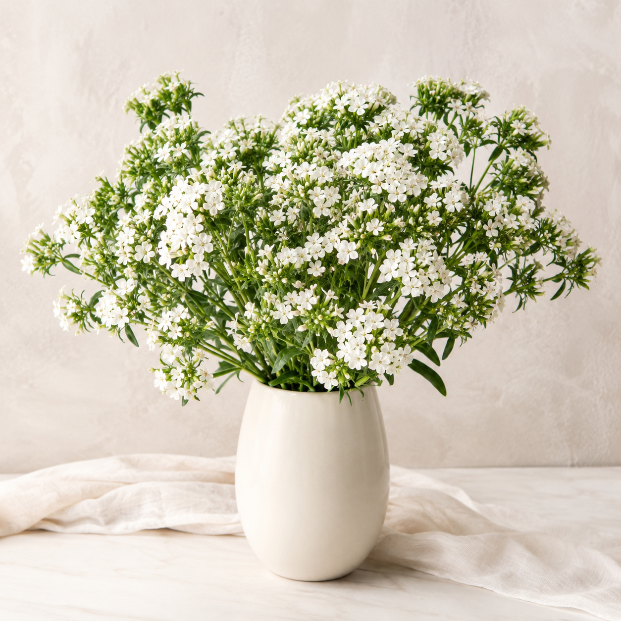 Sweet William | Wholesale Fresh Flowers