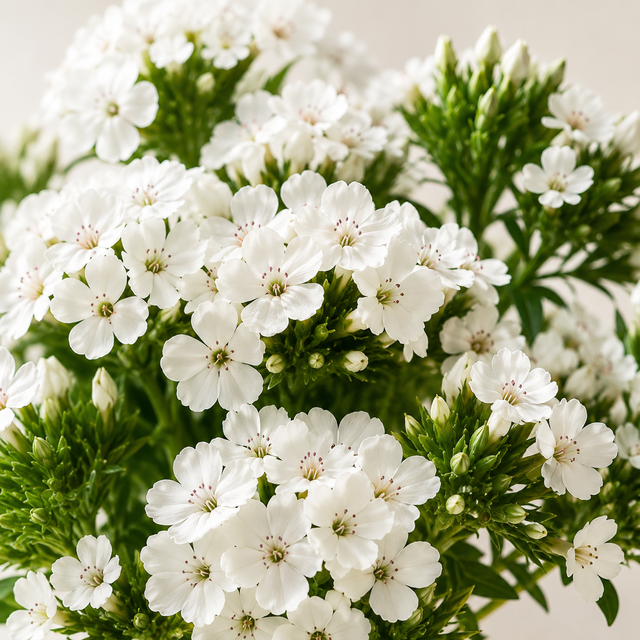 Sweet William | Wholesale Fresh Flowers