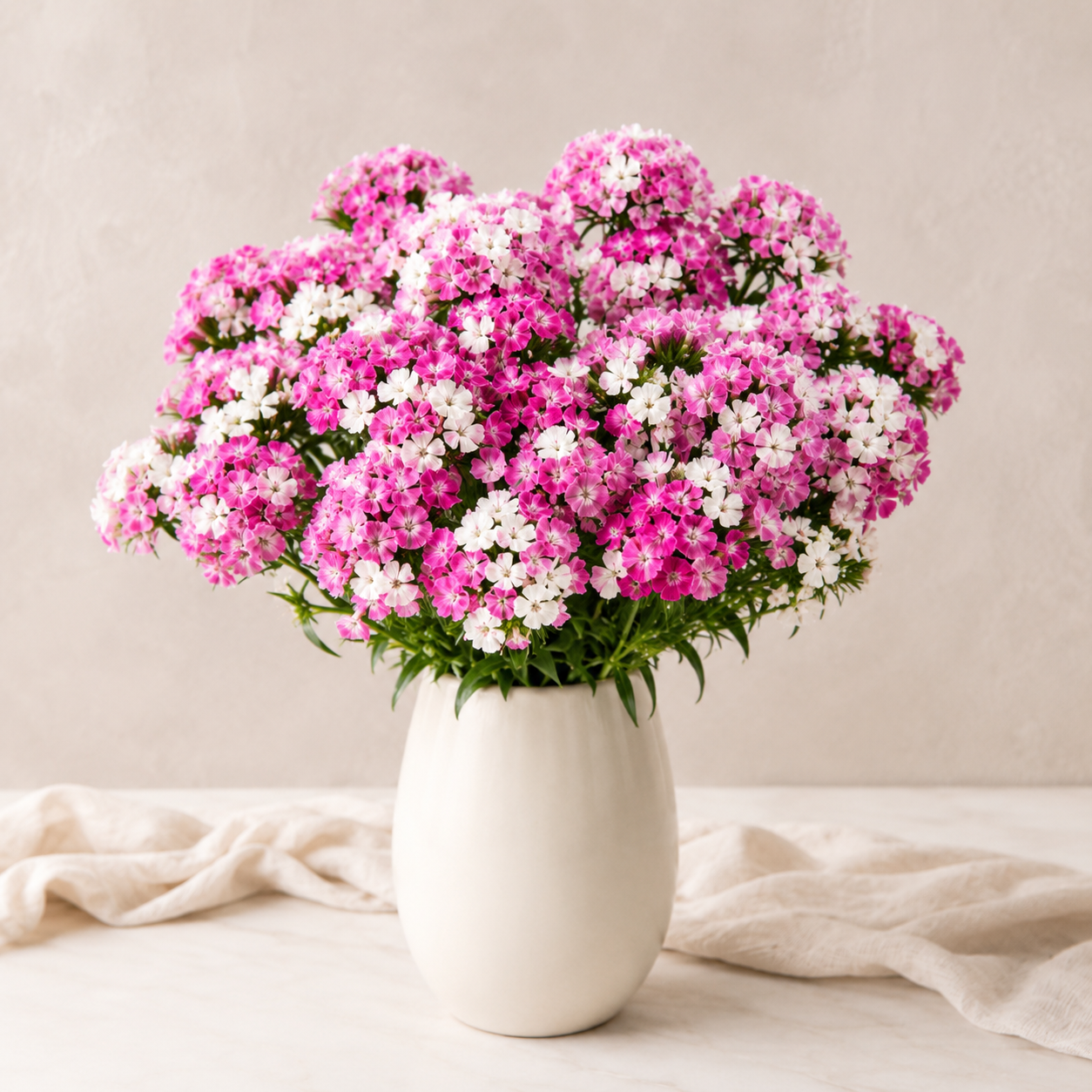Sweet William | Wholesale Fresh Flowers