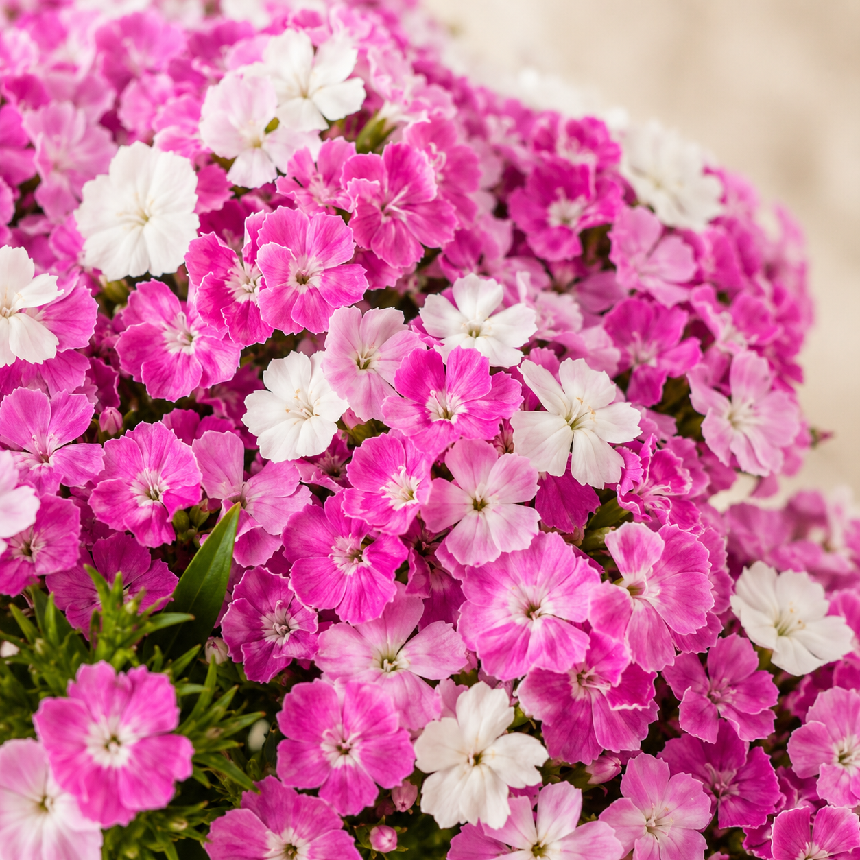 Sweet William | Wholesale Fresh Flowers