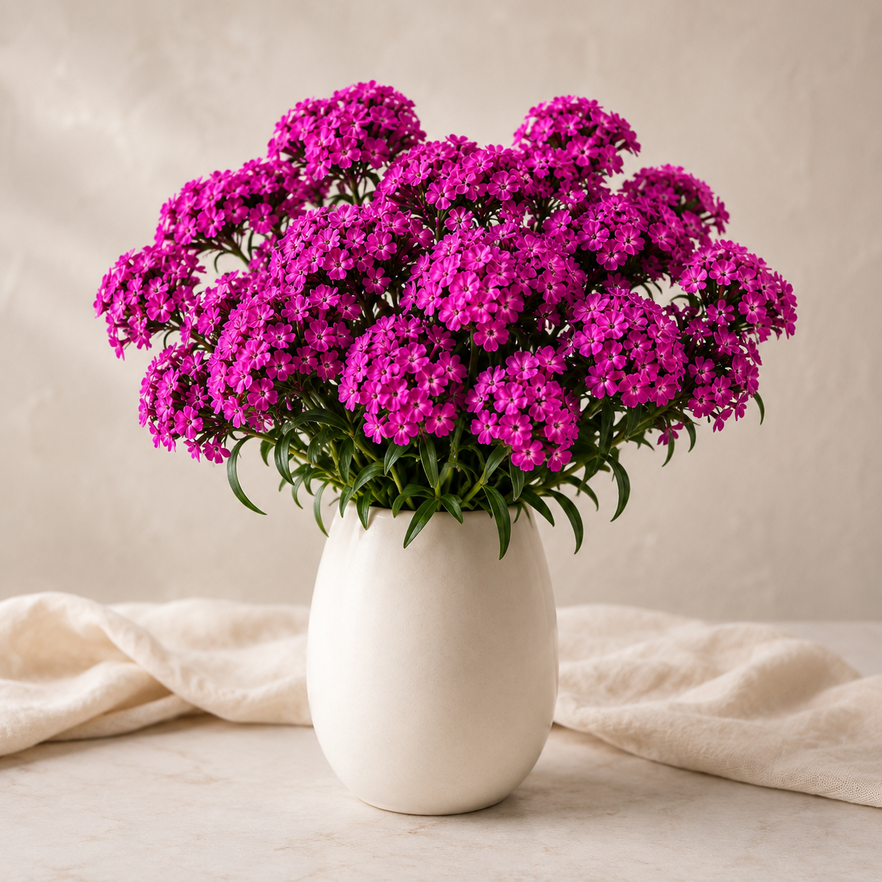 Sweet William | Wholesale Fresh Flowers