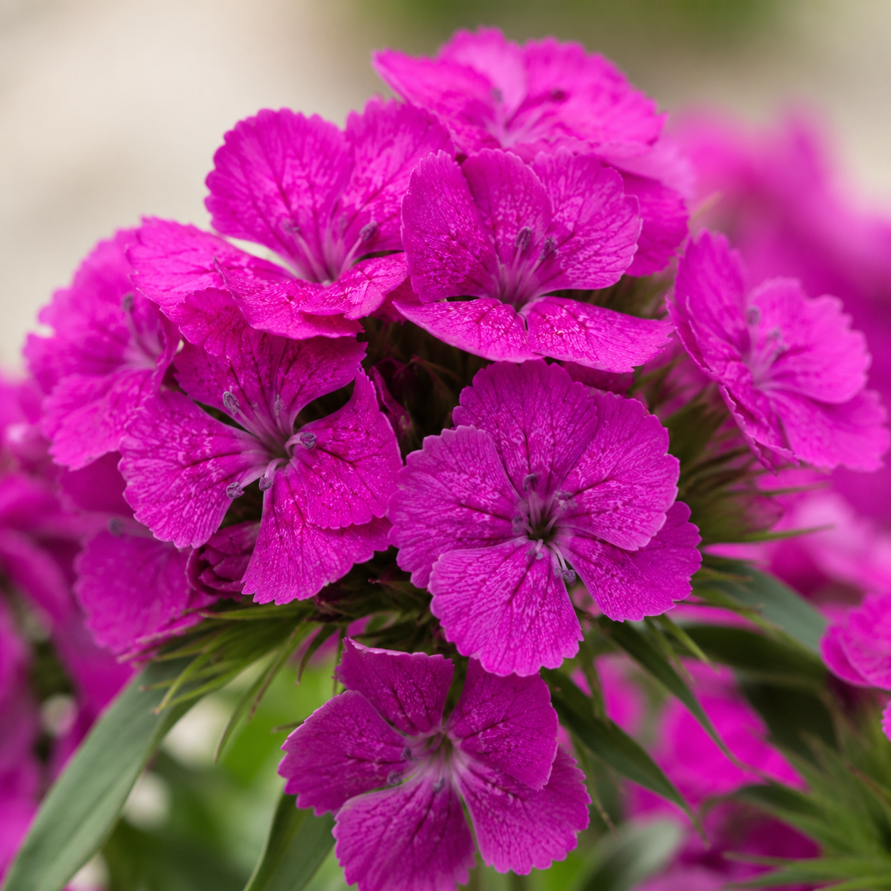 Sweet William | Wholesale Fresh Flowers
