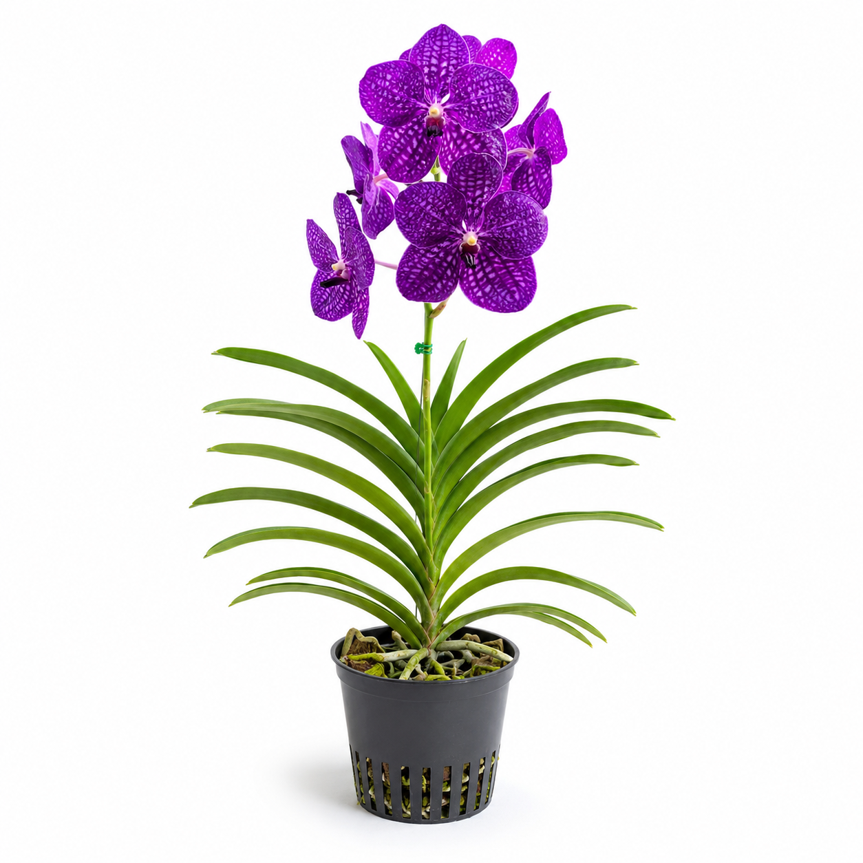 Vanda Blue | Wholesale Flowers