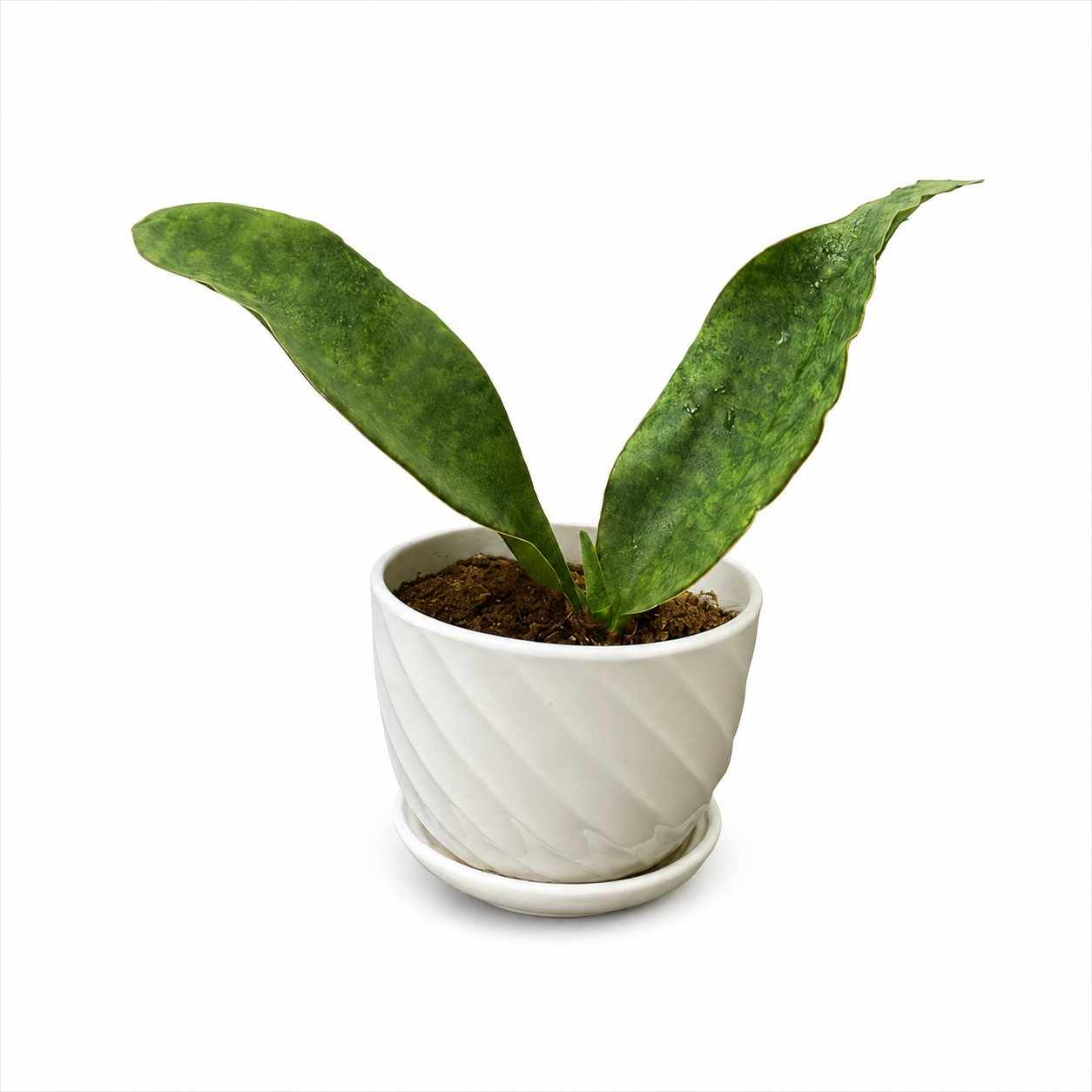 Sansevieria Whale Green 宝镜虎尾兰