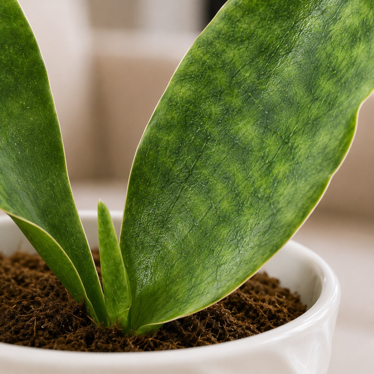 Sansevieria Whale Green 宝镜虎尾兰
