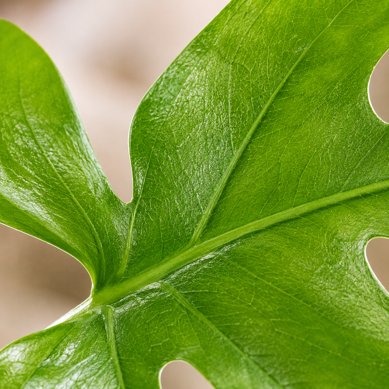 Rhaphidophora Tetrasperma | Office Plant