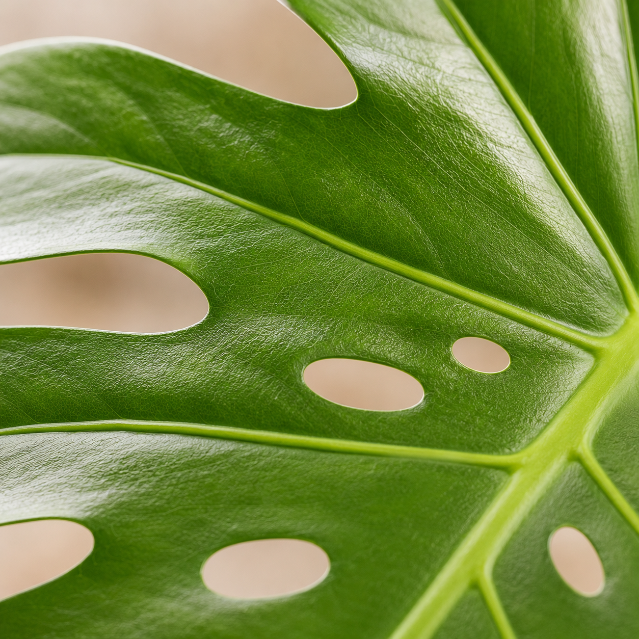 Monstera Giant XXXL Fresh Cut