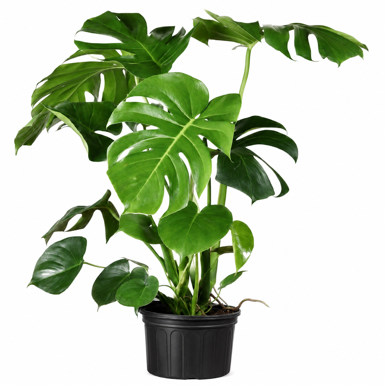 Monstera Deliciosa (Swiss Cheese Plant) | Gardening Plant